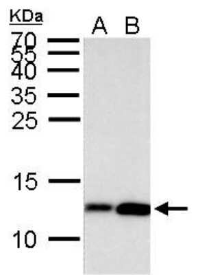 Western Blot: Histone H4 [ac Lys8] Antibody [NBP2-42863]